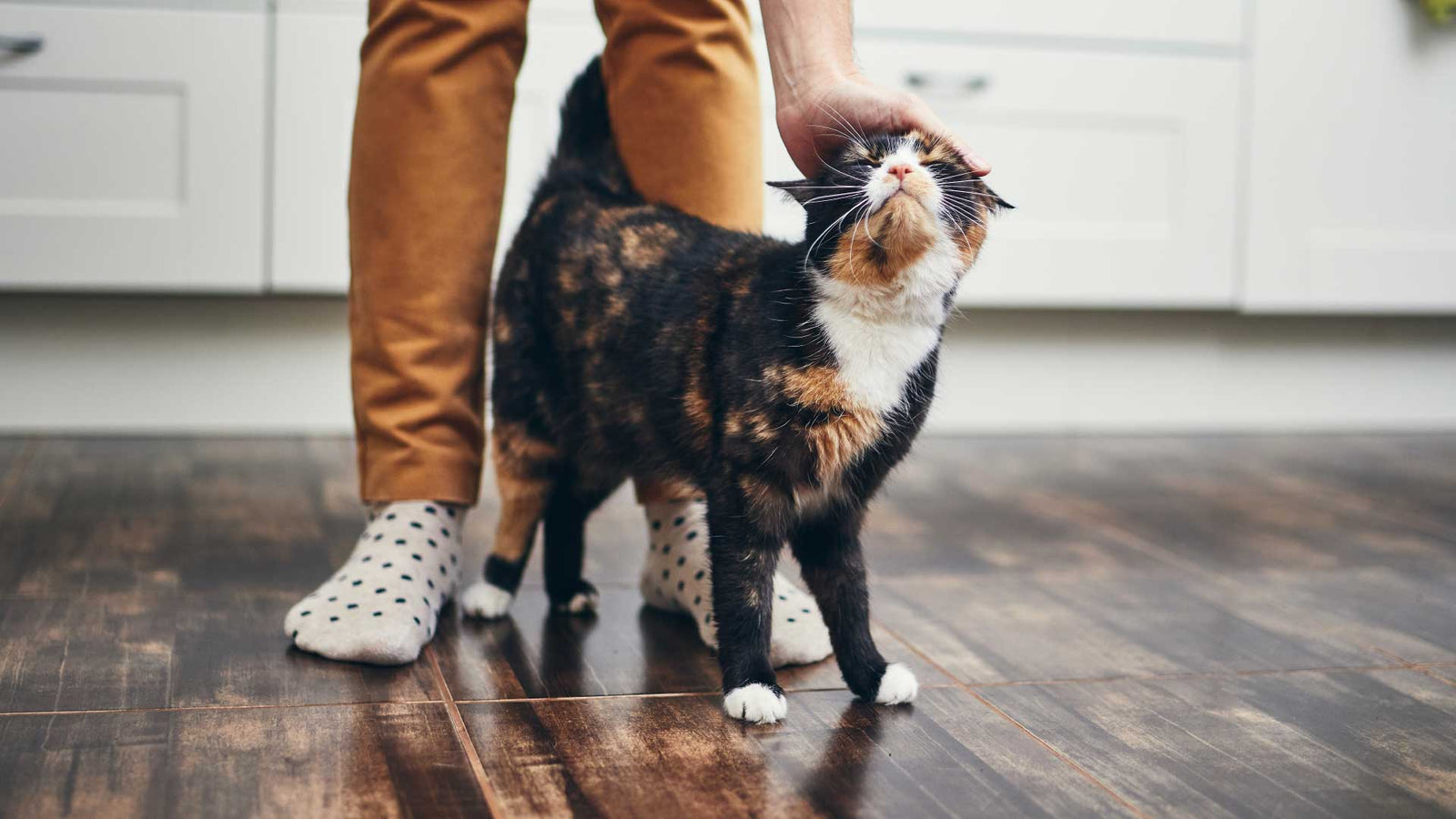Pet cat having its head gently stroked