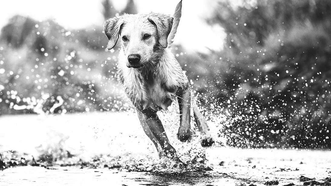 Black and white picture of a dog running through a puddle
