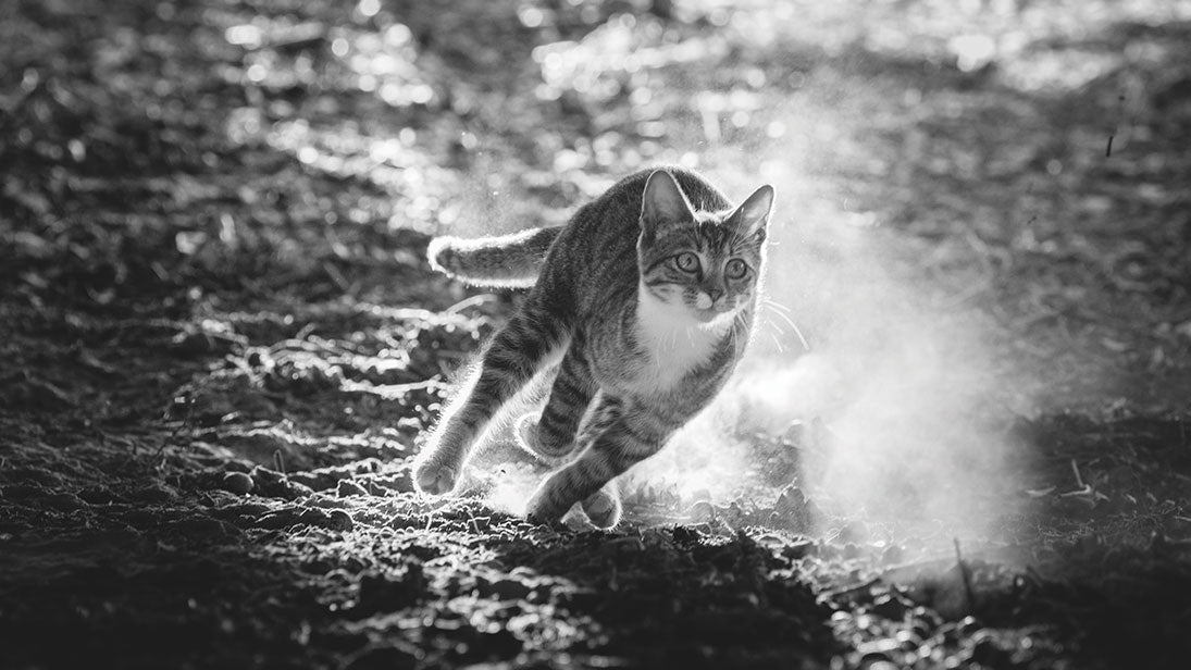 Black and white photo of cat running on dusty mud